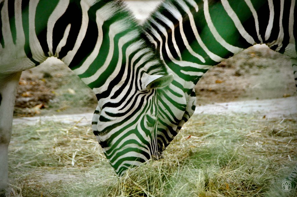 Wien Tierpark Schönbrunn Zebra (0054)