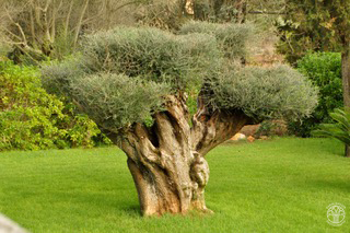 Olivenbaum Mallorca (0144)